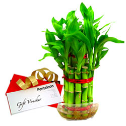 Green Bamboo Plant and Pantaloons E Voucher