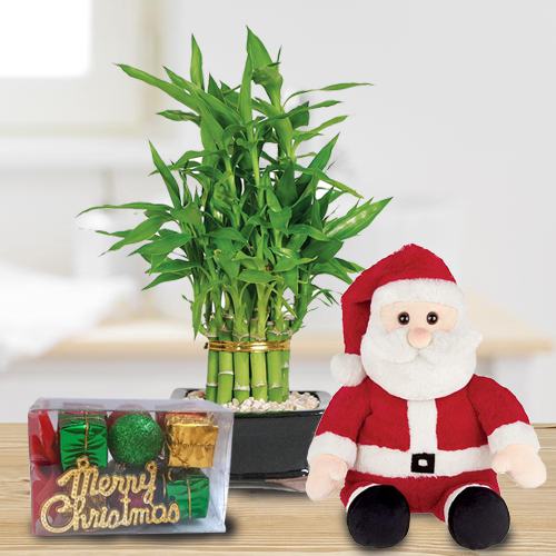 Captivating Lucky Bamboo Plant with Santa Teddy