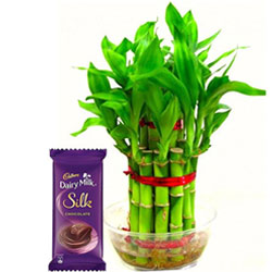 Sumptuous Combo of 2 Tier Bamboo Plant N Cadbury Silk Chocolate Bar