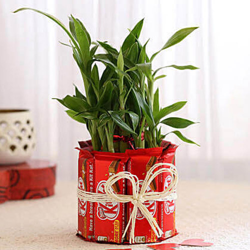 Green Lucky Bamboo Plant with Nestle KitKat Chocolates