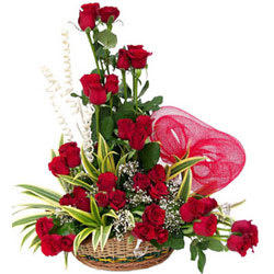 Stunning Three Dozen Dutch Red Roses Collection