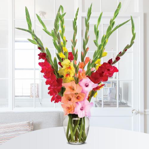 Breathtaking Mixed Color Gladiolus in Glass Vase