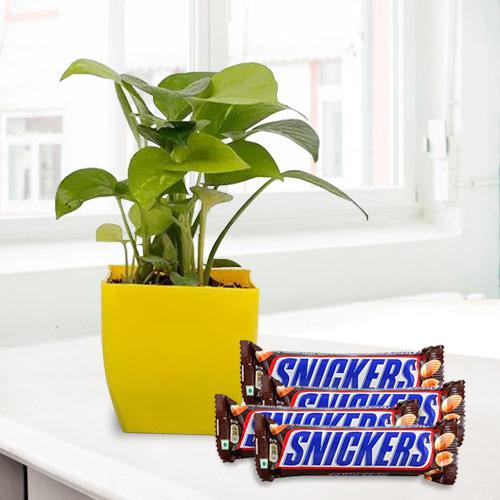 Blossoming Present of Money Plant with Chocolates