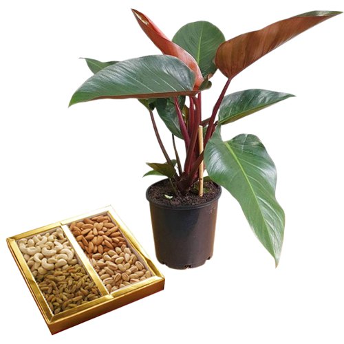 Air Purifying Philodendron Plant n Nutty Duo
