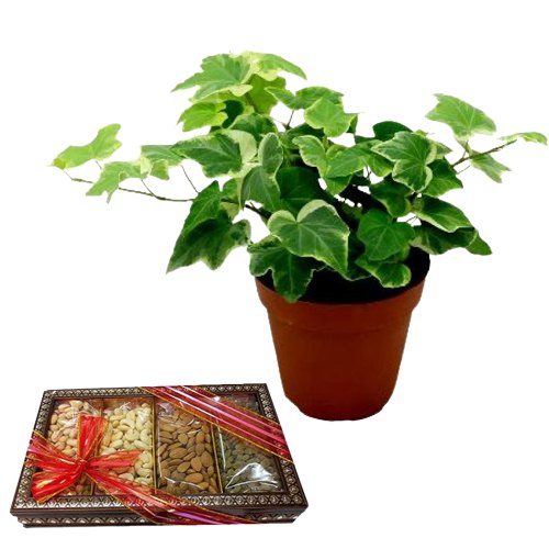 Air Purifying English Ivy Plant with Assorted Dried Fruits