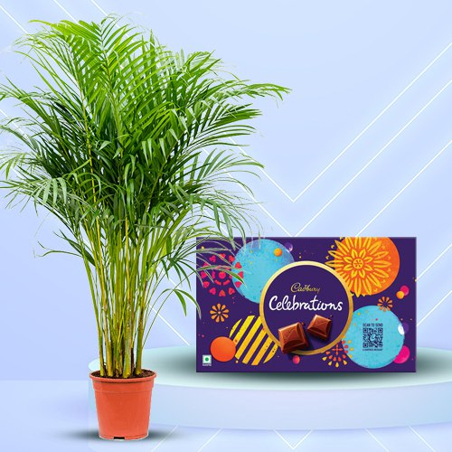 Evergreen Areca Palm Plant with Cadbury Celebration combo