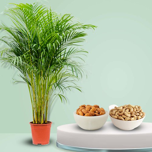 Air Purifying Potted Areca Palm Plant with Almonds N Cashews