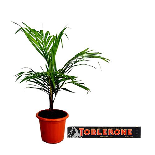 Best Air Purifying Majesty Palm Plant with Toblerone Dark Combo