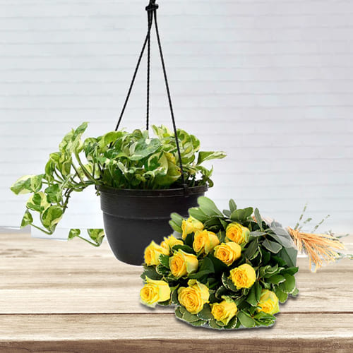 Blossoming Bunch of Yellow Color Roses with Hanging Money Plant