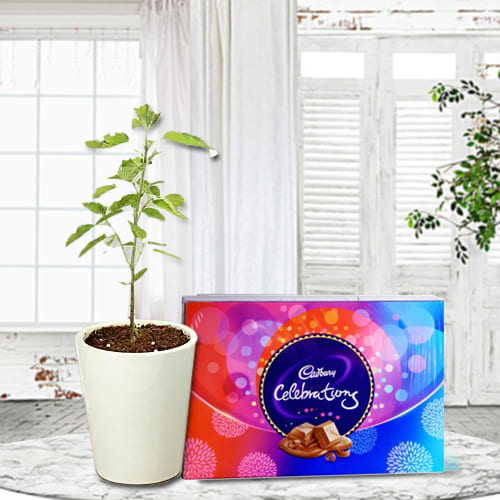 Auspicious Tulsi Plant in Glass Pot with Cadbury Celebrations Pack