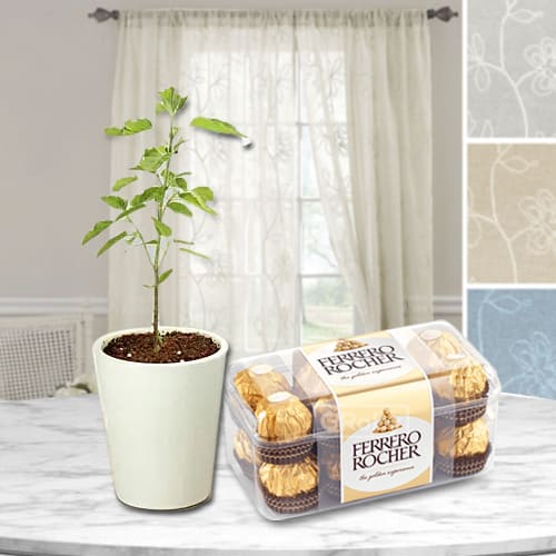 Wonderful Ferrero Rocher Chocolates Box with Tulsi Plant in Glass Pot
