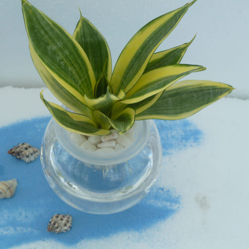 Attractive Milt Sansevieria Plant in Glass Pot