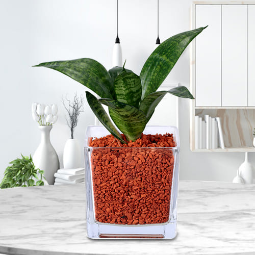 Wonderful Dracaena Compacta Air Purifying Plant in Glass Pot