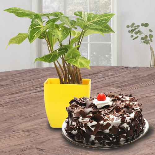 Exotic Indoor Decor Syngonium Plant with Black Forest Cake