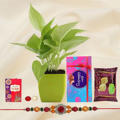 Send Rakshabandhan Gift of a Money Plant, Cadbury Chocolates, Haldiram Soan Papdi & a Rakhi